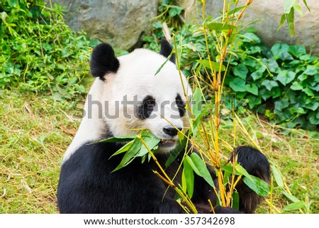 Picture of a cute giant panda eating bamboo
