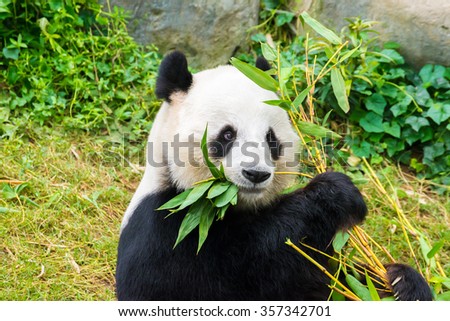Picture of a cute giant panda eating bamboo