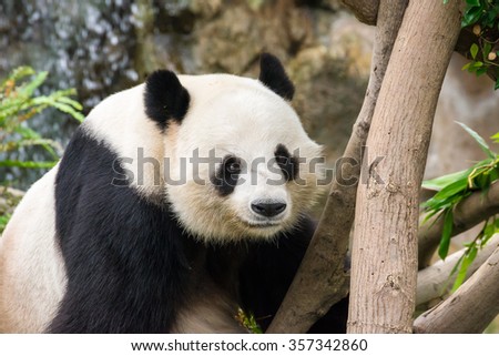 Picture of a cute giant panda with a funny looking face