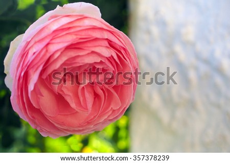 Close view of beautiful spanish rose flower
