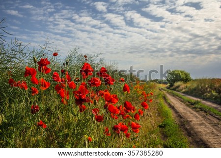 country road in a poppy field in bloom in late spring
