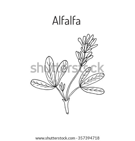 Alfalfa (Medicago sativa). Vector illustration Royalty-Free Stock Photo #357394718
