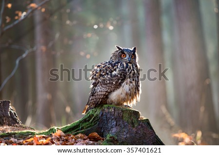 Eurasian Eagle Owl (Bubo Bubo) sitting on the stump, close-up, wildlife photo.