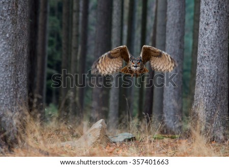Eurasian Eagle Owl (Bubo Bubo) flying in the forest, close-up, wildlife photo.
