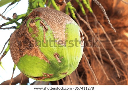 Closeup of fresh coconut on the tree. Focus on coconut, defocus on tree/background.