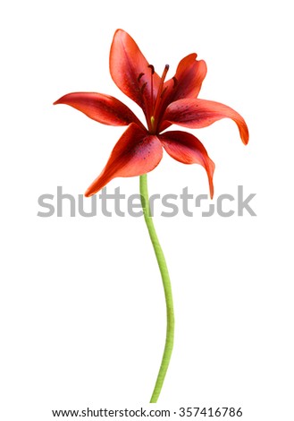 Red tiger lily isolated on white background