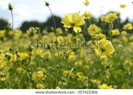  Yellow Cosmos flower (Cosmos Bipinnatus) with blurred background