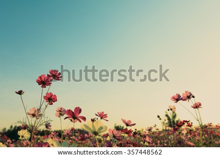 Vintage cosmos flowers with blue sky
