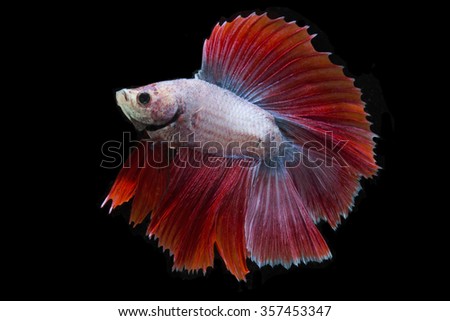 double tail siamese fighting fish isolated on black background.