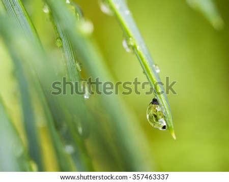 water drops on green pine needles with fresh green 