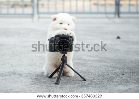 White siberian husky puppy taking a photo
