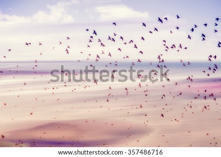 birds flying and abstract sky ,spring background abstract happy background,freedom birds concept,symbol of liberty and freedom Royalty-Free Stock Photo #357486716