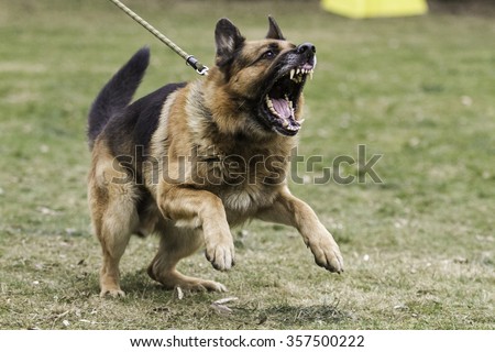 Aggressive german shepherd Royalty-Free Stock Photo #357500222