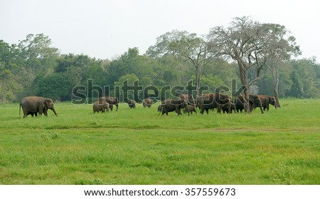 Elephants in National Park of Sri Lanka