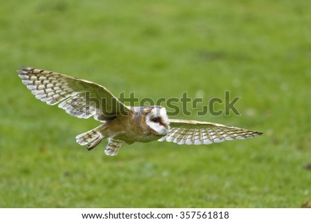 The Barn owl in fly.