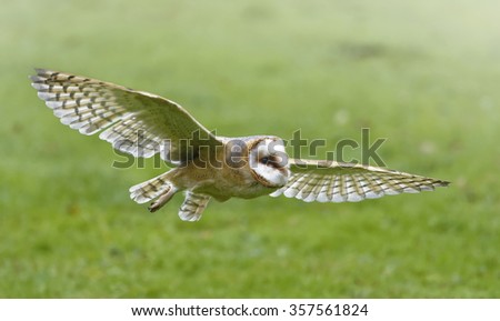 The Barn owl in fly.
