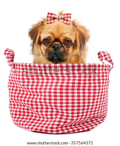 Pekingese puppy dog with hair bow in plaid sack