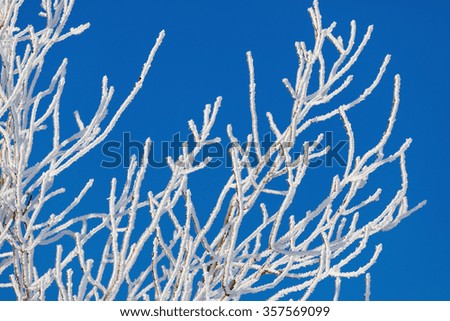 branches of trees in frost on the background of blue sky