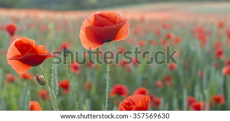Close up of poppies in a poppy field