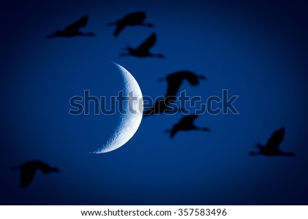 Silhouette Birds were flying on Moon Background. 
