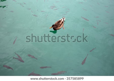 Photo closeup of one wild duck floating in clear water of blue lake pond full of black fish day time on natural landscape background, horizontal picture