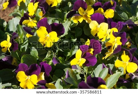 Viola tricolor flowers in the garden, selective focus on the flower
