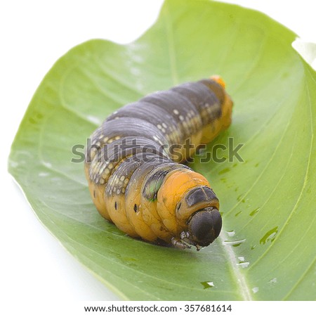 Caterpillar isolated on white background