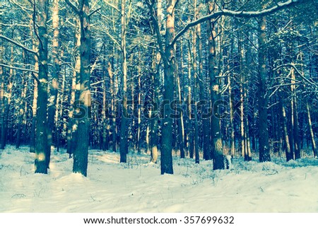 Winter forest/toned photo
