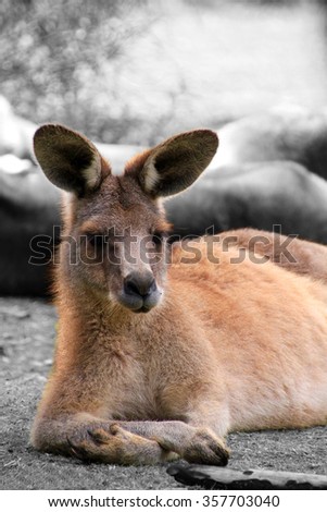 Black and white image with a colorful kangaroo