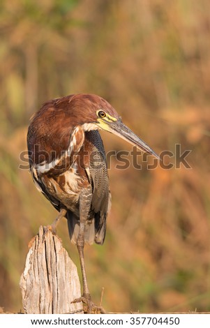 Rufescent Tiger Heron (Tigrisoma lieatum) perched on a wooden post against a blurred natural background, Pantanal, Brazil