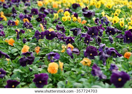 Bright Panola pansy in the garden ,Flowers