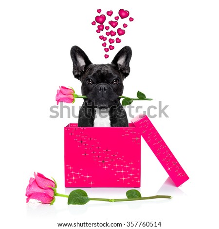 dog  with a valentines rose in mouth,  isolated on white background