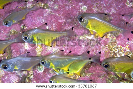 yellow fish with pink rock in background