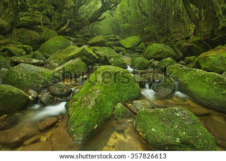 A river through lush rainforest along the Shiratani Unsuikyo trail on the southern island of Yakushima, Japan.