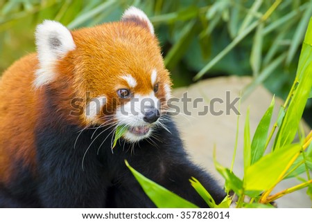 Picture of a cute red panda eating bamboo leaf