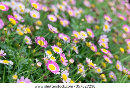 Fresh Daisy flower in the field