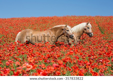 Two beautiful Haflinger horses in the poppy field
