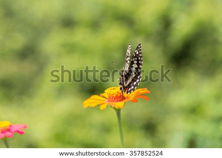 Butterfly on a Flower.
