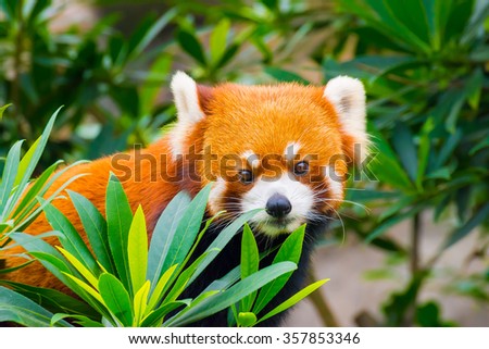 Closeup Picture of a cute red panda
