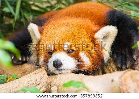 Closeup Picture of a cute red panda