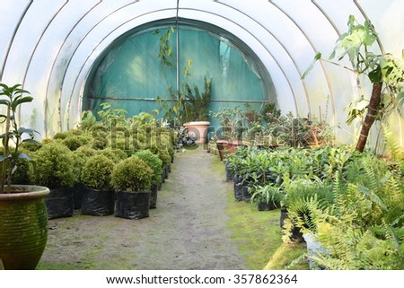 Pretty ornamental plants being cultivated in flowerpots in a hothouse at a nursery or farm for retail as house or garden plants