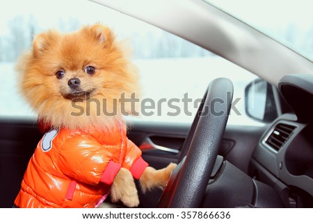 Pomeranian dog in car. Cute dog in car. Royalty-Free Stock Photo #357866636