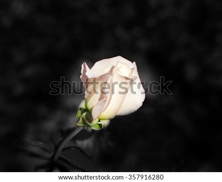 Black and white photo of a rose with pink patals