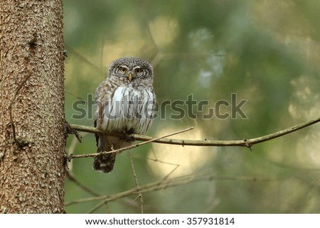 Owls - Pygmy Owl (Glaucidium passerinum)