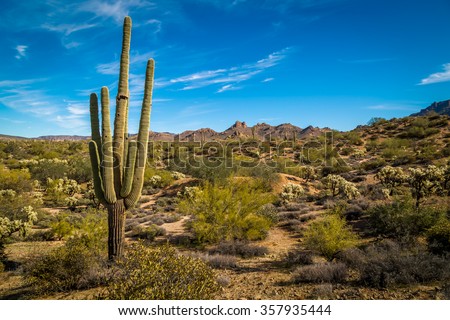 Saguaro Cactus in Arizona desert. Royalty-Free Stock Photo #357935444