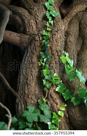 Tree roots covered with beautiful green branches of wild ivy creeper plant wildlife pretty natural decor background textured surface closeup copyspace, vertical picture