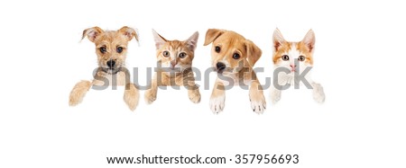 Row of cute puppies and kittens with paws hanging over a blank sign. Image sized to fit a popular social media timeline photo placeholder.