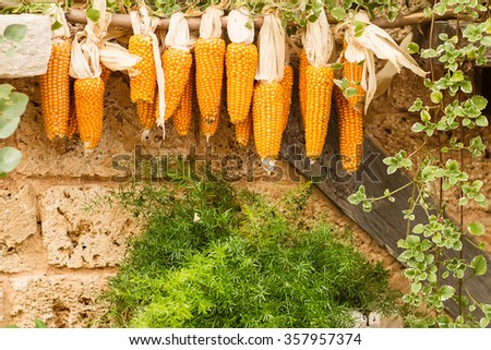 Photo closeup autumn still life many bunches of vivid organic natural dried uncooked ripe golden yellow corns on wooden stick at aged mansory wall on rustic background, horizontal picture