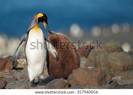 Adult King Penguin feeding young one, with blue background, South Georgia Island, Antarctica