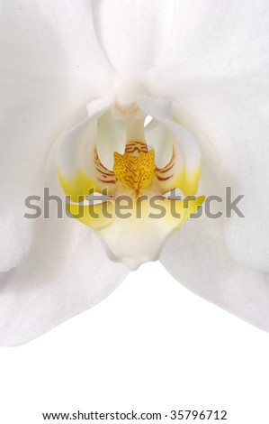 close up white orchid